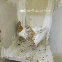 یه کوله کفتر|پرنده|بروجرد, |دیوار