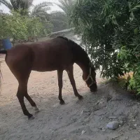 اسب مادیان فروشی