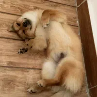 نژاد اشپیتز ‌(ماده)