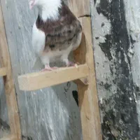 کفترطوقی ماده