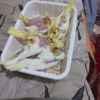 جوجه عروس نژاد دار