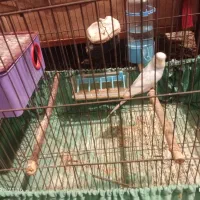 مرغ عشق نر ماده تخم دارن