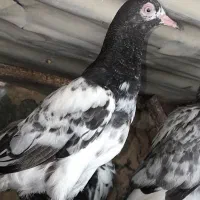 کبوتر پاکستانی۰۰۰۰