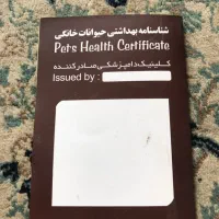 سگ کن کورسو ۸ ماهه نر|سگ|چالوس, |دیوار