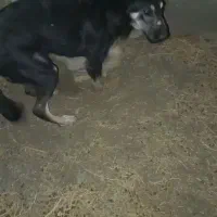 توله 6ماه