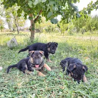 سگ ژرمن