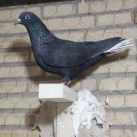 کفتر داغ دم سفید