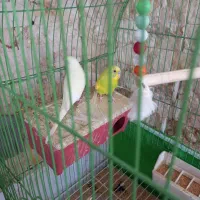 فروش مرغ عشق