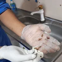 سم پاشی سوسک کابینت وموریانه