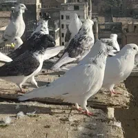 کفترپرشی گرفتنی