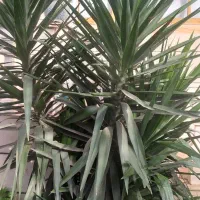 درختچه یوگا زیباوبلند|گل و گیاه طبیعی|پرهسر, |دیوار