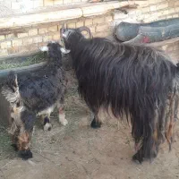 بزو بیگ