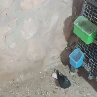 کبوتر دم سفید|پرنده|سیروان, |دیوار