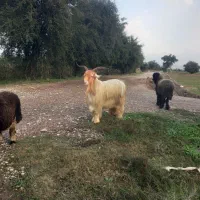 فروش دوبر ۲ سال|حیوانات مزرعه|گتوند, |دیوار