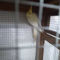 فروش یا معاوضه