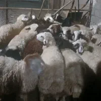 بره نر|حیوانات مزرعه|زاغه, |دیوار