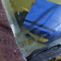 کت پوزه‌ بوته ای بلو آیز.لجنخوار پوزه بوته ای|ماهی|مشهد, حجت|دیوار