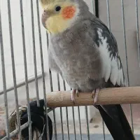 عروس هلندی نر