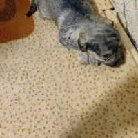 واگزاری توله پاکوتا عروسکی|سگ|نوشهر, |دیوار