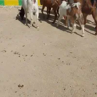 بزغاله ماده بزرگ و کولار چاق وسرحال|حیوانات مزرعه|کاشمر, |دیوار