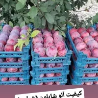 به دونفر خانم مجرب جهت ادمین پیج نهالستان