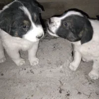 سگ توله|سگ|گلستان (تهران), |دیوار