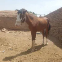 نرون ۱۵ماه تازه سواری شده یورقه هم هست