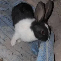 خرگوش خوشگل معاوضه ای|موش و خرگوش|خاش, |دیوار