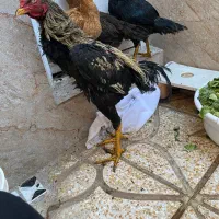 مرغ و خروس لاری