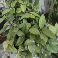 گل خانگی زیبا|گل و گیاه طبیعی|نوشین شهر, |دیوار