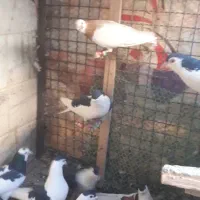 سلام تعدادساده سیاه پرش زدو خوردی|پرنده|شهرآباد, |دیوار