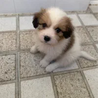 فروش پت آپارتمانی
