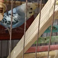 مرغ عشق ماده تک جهت استعلام قیمت چت یا تماس