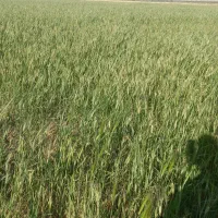 کرایه یا مشارکت ۱۰ هکتار زمین کشاورزی روستای بحریه