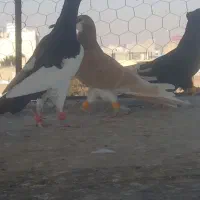 سه تا کبوتر پرشی  دونه ۵۰۰|پرنده|تاکستان, |دیوار