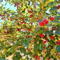 700متر-باغچه-قاسم-اباد-بزرگ-شهرکی