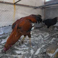 خروس لاری برمی.مرغ افغان