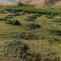 یونجه وسوزه|خدمات باغبانی و درختکاری|الیگودرز, |دیوار