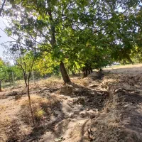 فروش باغ میوه