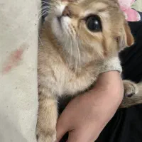 گربه اسکاتیش خاص ماده