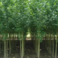 نهالستان فروش نهال های گردو بادام و صنوبر