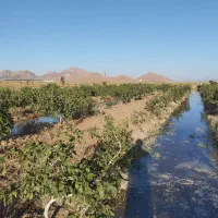 باغ پسته
