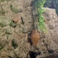 اجاره کافه رستوران