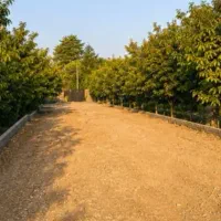 ۲۲۰۰ متر باغچه واقع در خوشنام برای فروش