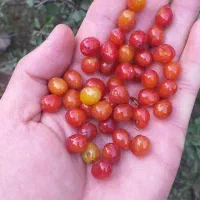 سماور گازی نونو