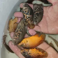 اسکار خوشرنگ