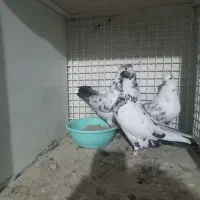 تهرانی|پرنده|بشاریات, |دیوار