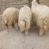۳ راس بره پروار