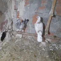 فروشی|پرنده|آشخانه, |دیوار