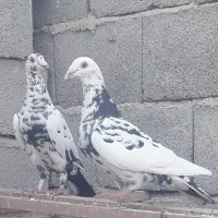 جفت سوسکی درشت و قلدر